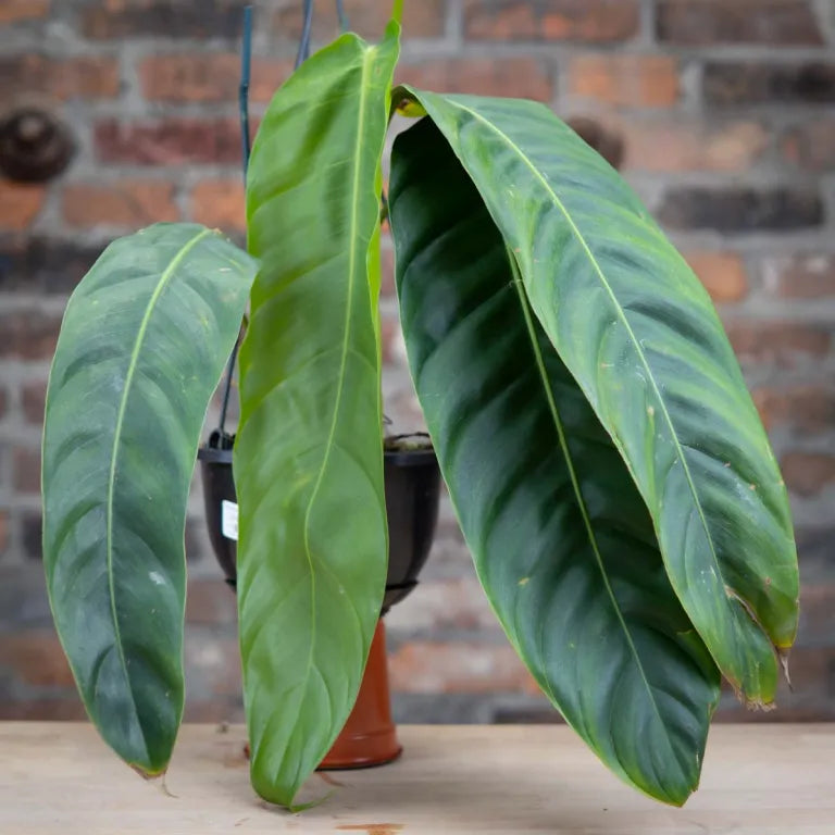 Philodendron Patriciae 6