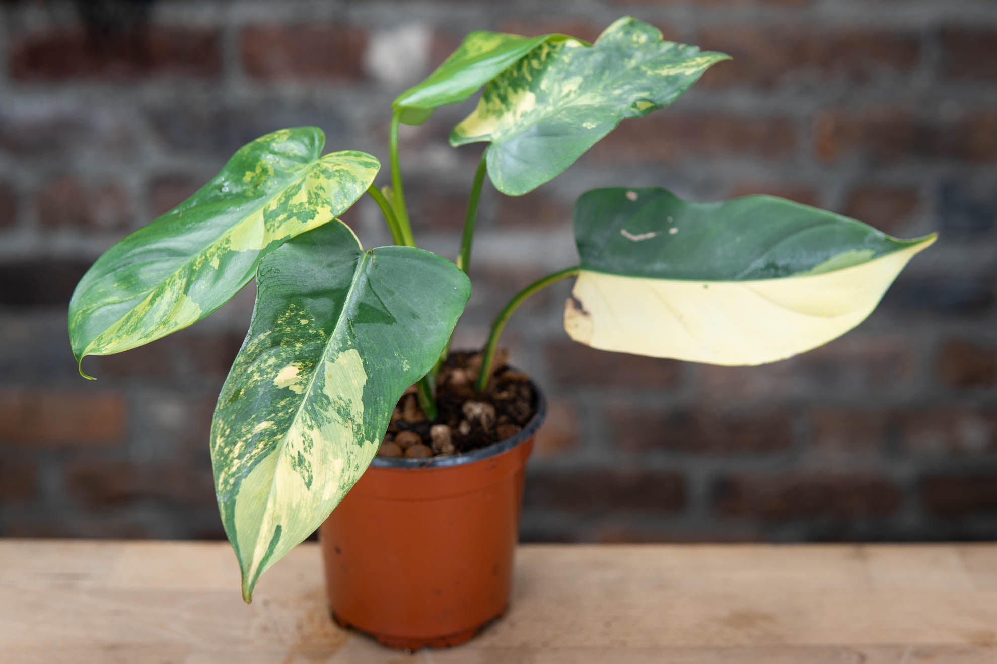 Philodendron Violin Variegated – Exotropical