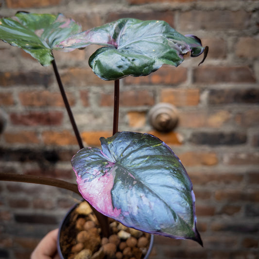 Alocasia Serendipity Pink Variegated 6"