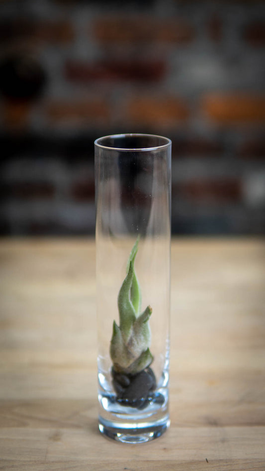Mini Air Plant in Glass Vase