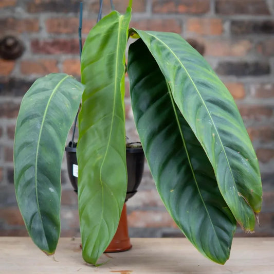 Philodendron Patriciae 6"