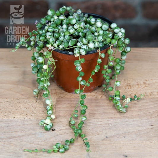 Mossify Floral Pins – Garden Grove Organics