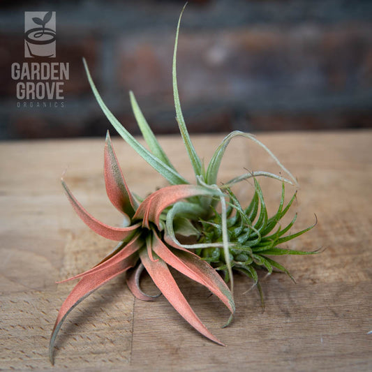 Airplant Bare Root Small