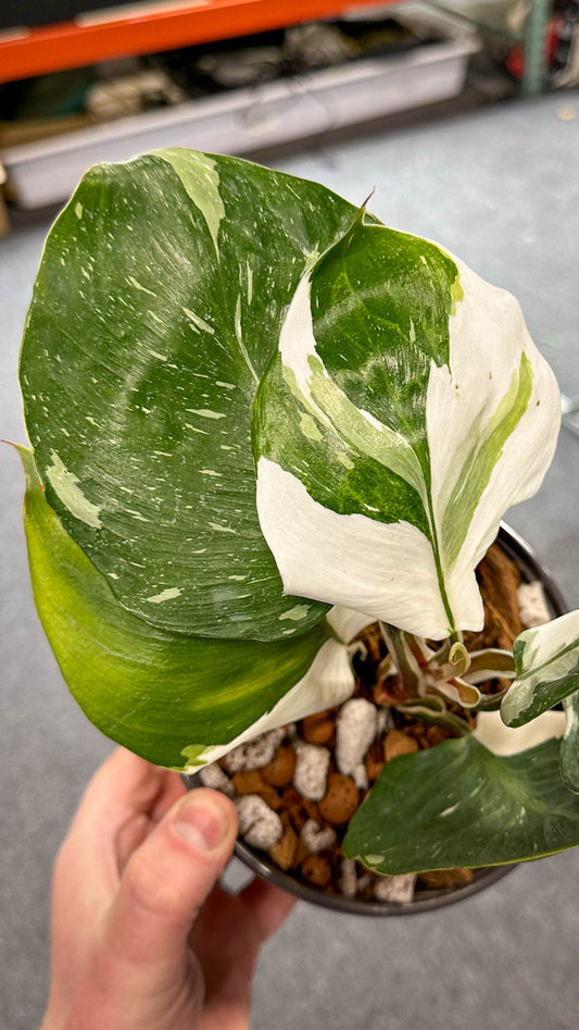 White Wizard Philodendron 4"