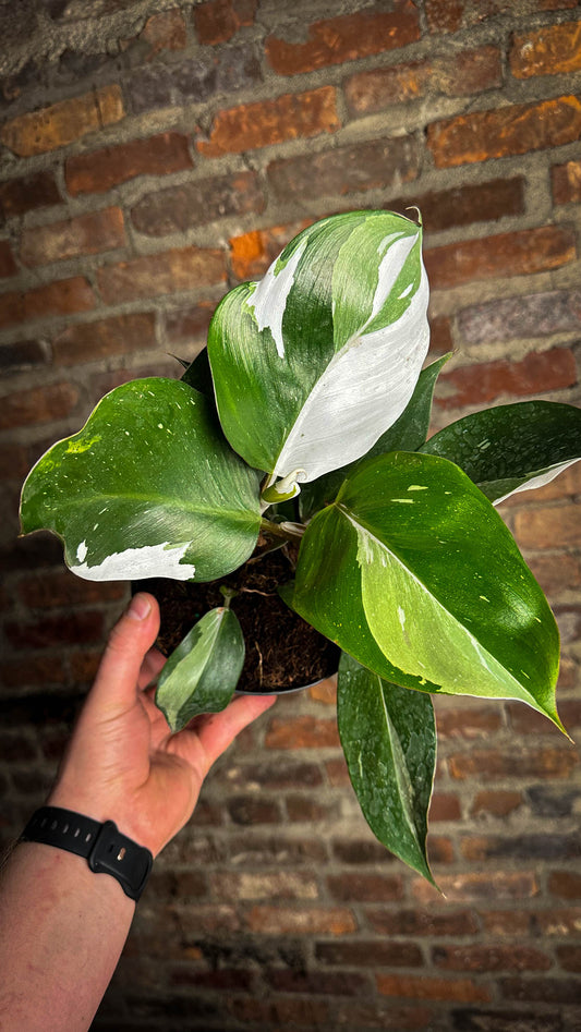 Philodendron White Knight 6”