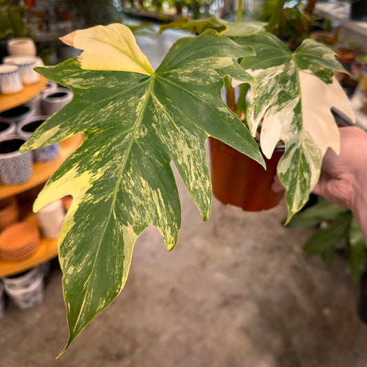 Tree Philodendron Variegated 4-6"