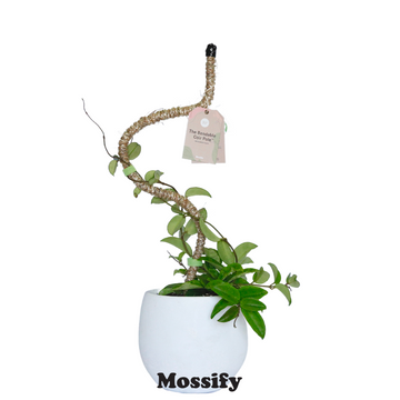 Mossify Thin Pole 30"